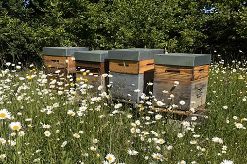 Partenariat avec l'entreprise Pollen - Pose de ruches - Lamotte