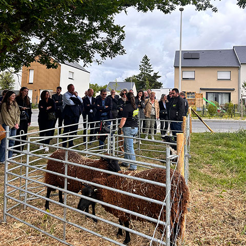 Inauguration du programme Vannes Village - Animation sur l'éco-pâturage - Lamotte